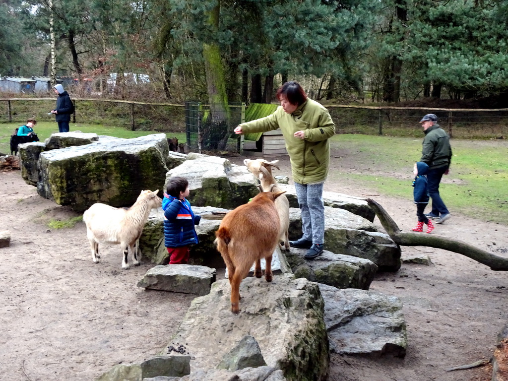 Miaomiao and Max with Goats at the Petting Zoo at the Afrikadorp village at the Safaripark Beekse Bergen