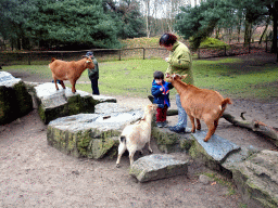 Miaomiao and Max with Goats at the Petting Zoo at the Afrikadorp village at the Safaripark Beekse Bergen