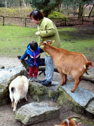 Miaomiao and Max with Goats at the Petting Zoo at the Afrikadorp village at the Safaripark Beekse Bergen