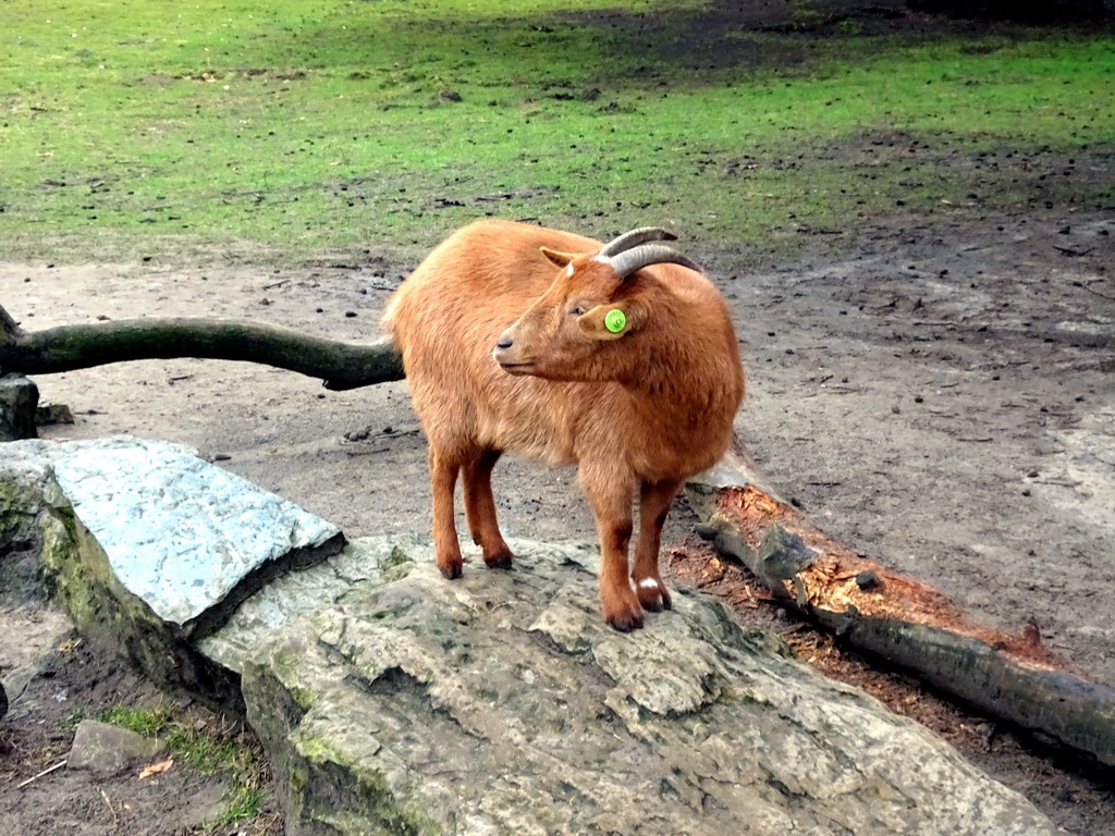 Goat at the Petting Zoo at the Afrikadorp village at the Safaripark Beekse Bergen