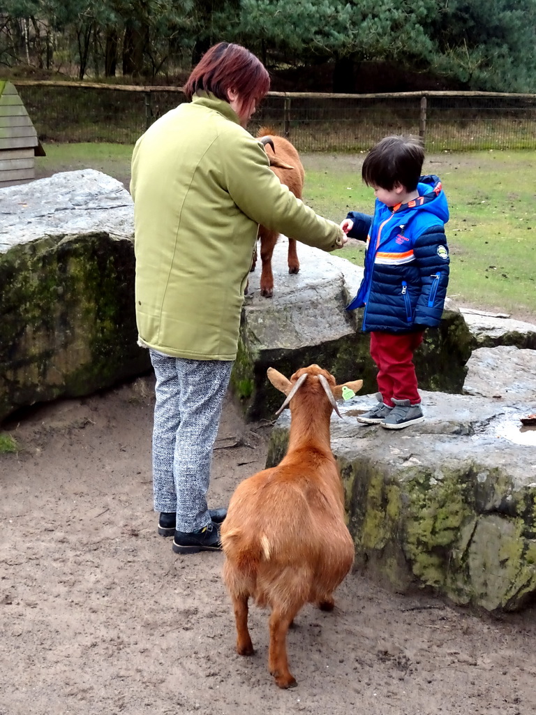 Miaomiao and Max with Goats at the Petting Zoo at the Afrikadorp village at the Safaripark Beekse Bergen