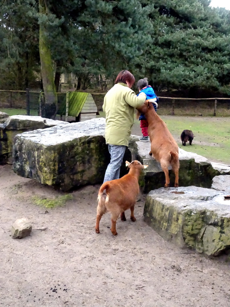 Miaomiao and Max with Goats at the Petting Zoo at the Afrikadorp village at the Safaripark Beekse Bergen