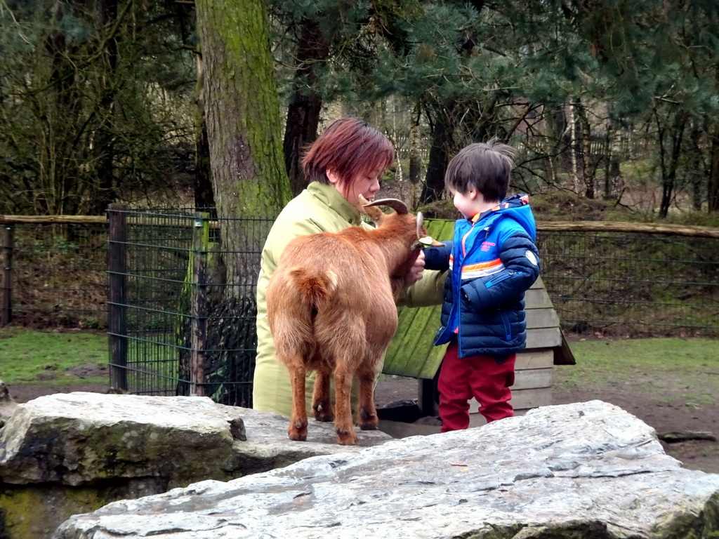 Miaomiao and Max with a Goat at the Petting Zoo at the Afrikadorp village at the Safaripark Beekse Bergen