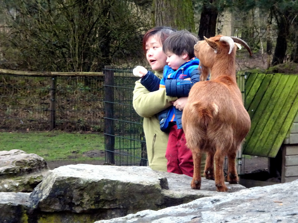 Miaomiao and Max with a Goat at the Petting Zoo at the Afrikadorp village at the Safaripark Beekse Bergen