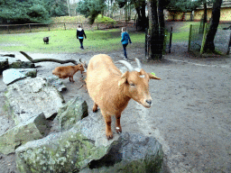 Goats at the Petting Zoo at the Afrikadorp village at the Safaripark Beekse Bergen