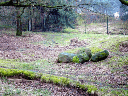 Cheetahs at the Safaripark Beekse Bergen