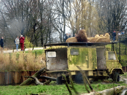 Truck with Lions on top at the Safaripark Beekse Bergen, viewed from the car during the Autosafari