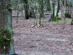 African Wild Dogs at the Safaripark Beekse Bergen, viewed from the car during the Autosafari