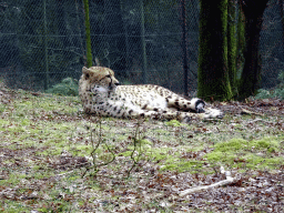 Cheetah at the Safaripark Beekse Bergen, viewed from the car during the Autosafari