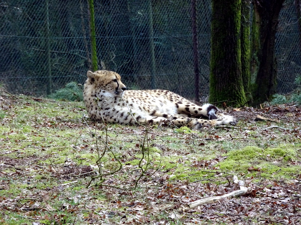 Cheetah at the Safaripark Beekse Bergen, viewed from the car during the Autosafari