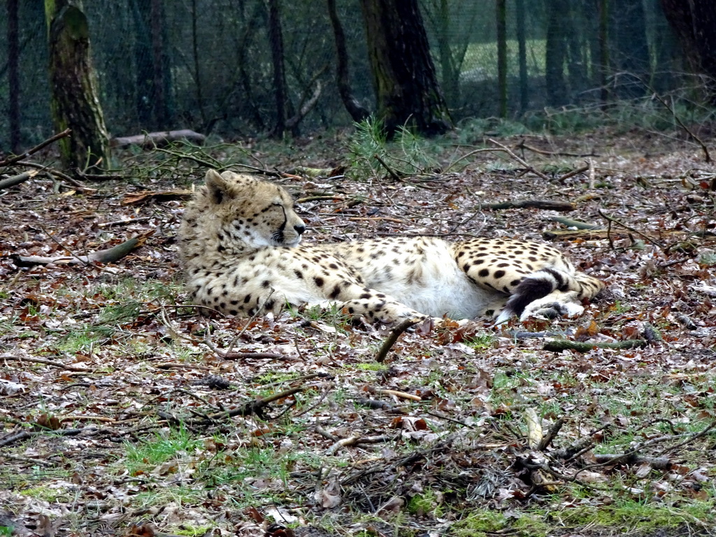 Cheetah at the Safaripark Beekse Bergen, viewed from the car during the Autosafari