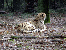 Cheetah at the Safaripark Beekse Bergen, viewed from the car during the Autosafari