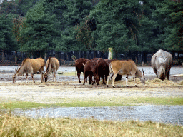 Square-lipped Rhinoceros, Impalas and African Buffalos at the Safaripark Beekse Bergen, viewed from the car during the Autosafari