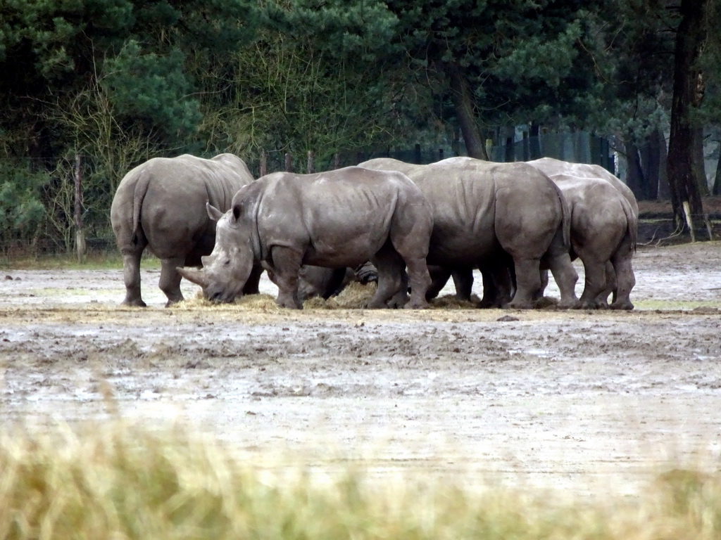 Square-lipped Rhinoceroses at the Safaripark Beekse Bergen, viewed from the car during the Autosafari