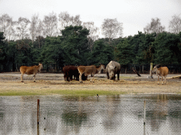 Square-lipped Rhinoceros, Impalas and African Buffalos at the Safaripark Beekse Bergen, viewed from the car during the Autosafari