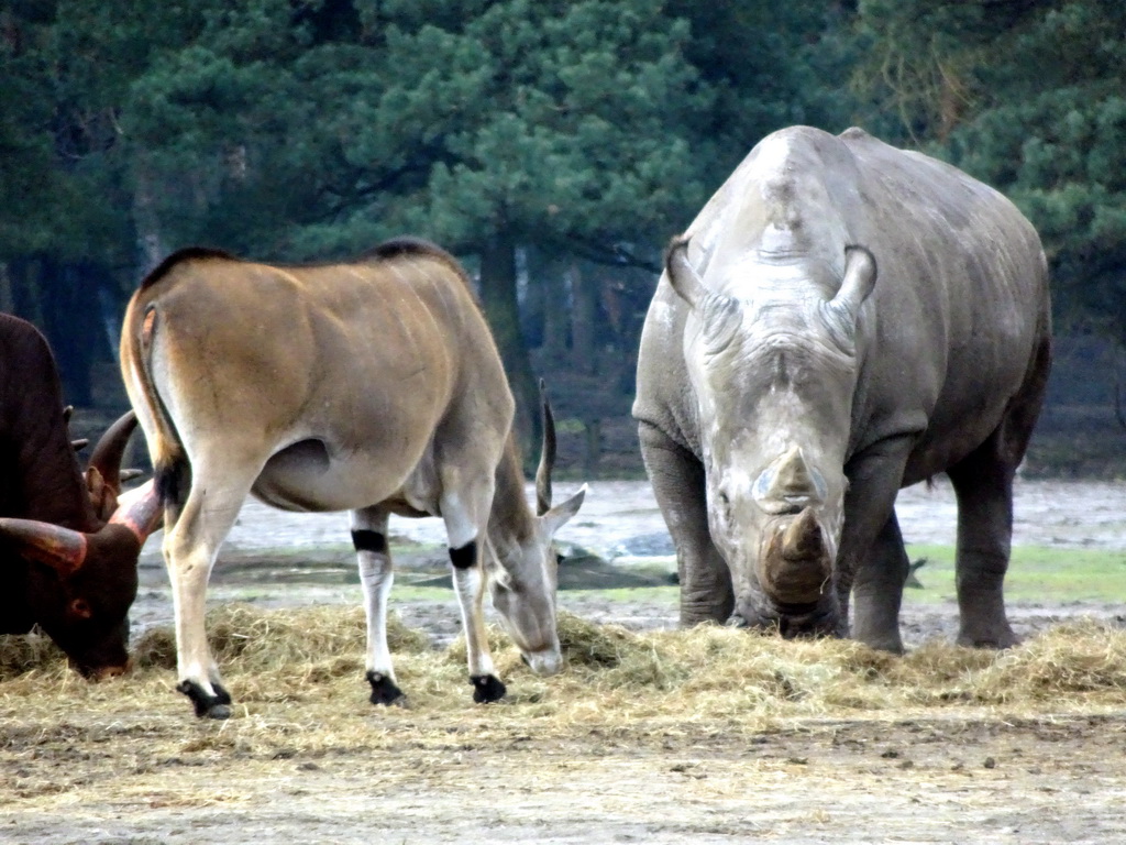 Square-lipped Rhinoceros, Impala and African Buffalos at the Safaripark Beekse Bergen, viewed from the car during the Autosafari