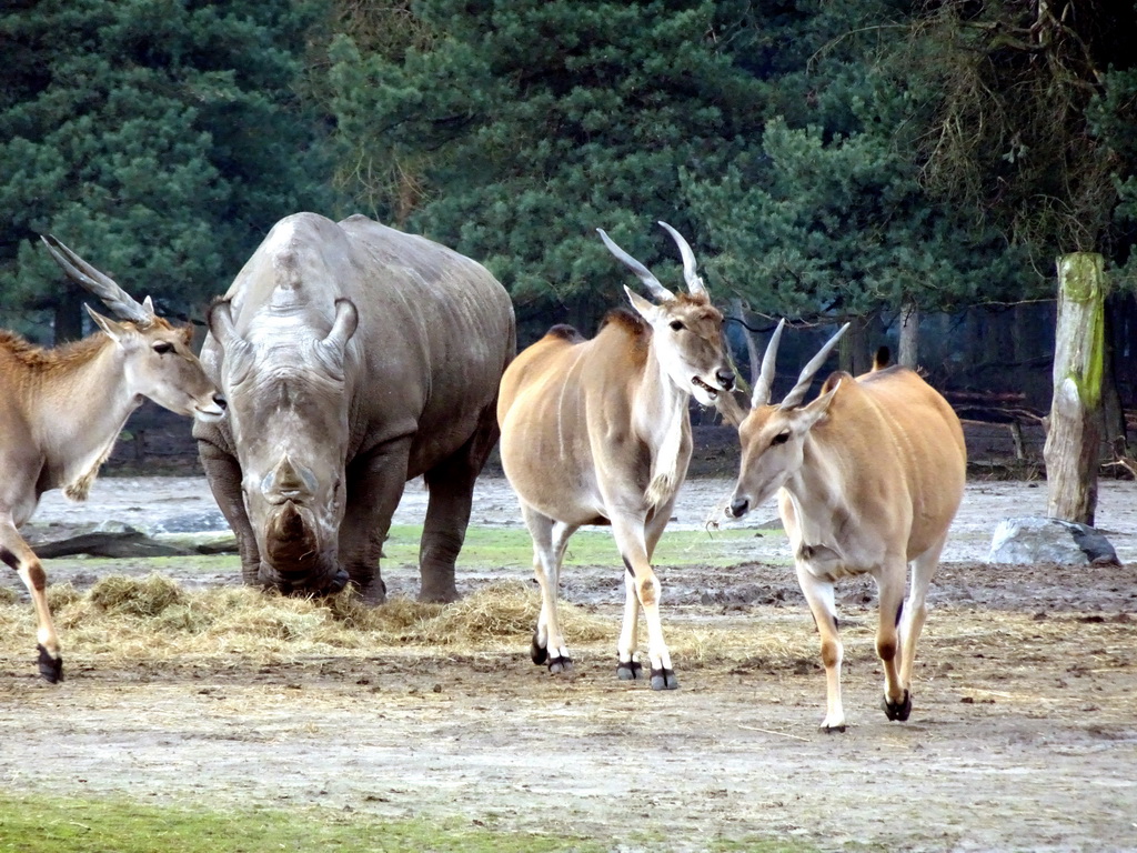 Square-lipped Rhinoceros and Impalas at the Safaripark Beekse Bergen, viewed from the car during the Autosafari