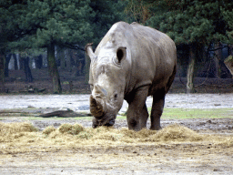 Square-lipped Rhinoceros at the Safaripark Beekse Bergen, viewed from the car during the Autosafari