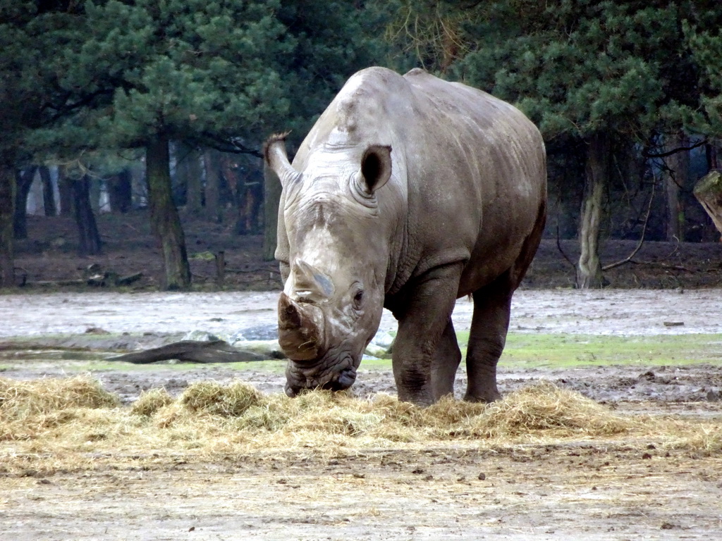 Square-lipped Rhinoceros at the Safaripark Beekse Bergen, viewed from the car during the Autosafari