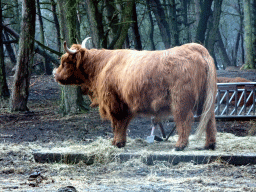 Highland Cattle at the Safaripark Beekse Bergen, viewed from the car during the Autosafari