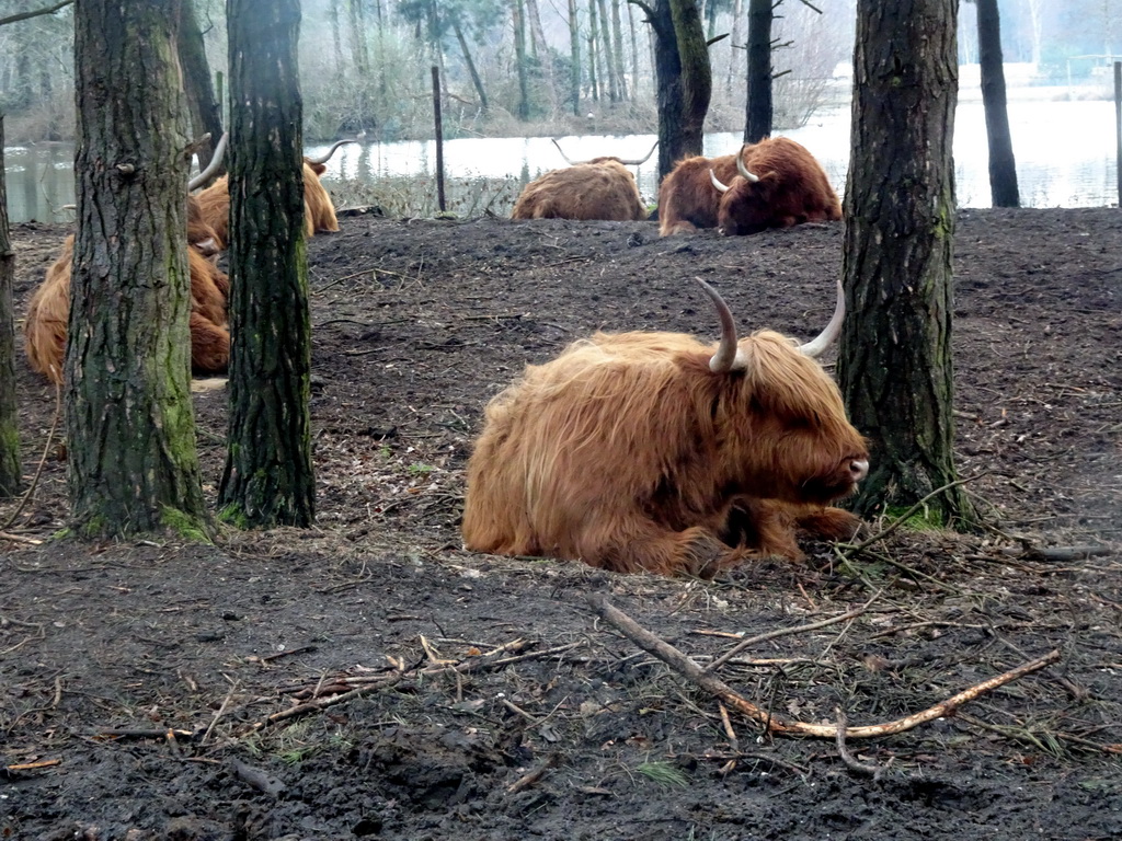 Highland Cattle at the Safaripark Beekse Bergen, viewed from the car during the Autosafari