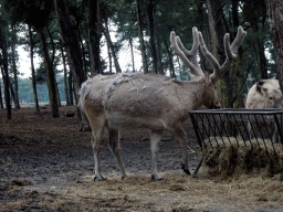 Père David`s Deer at the Safaripark Beekse Bergen, viewed from the car during the Autosafari