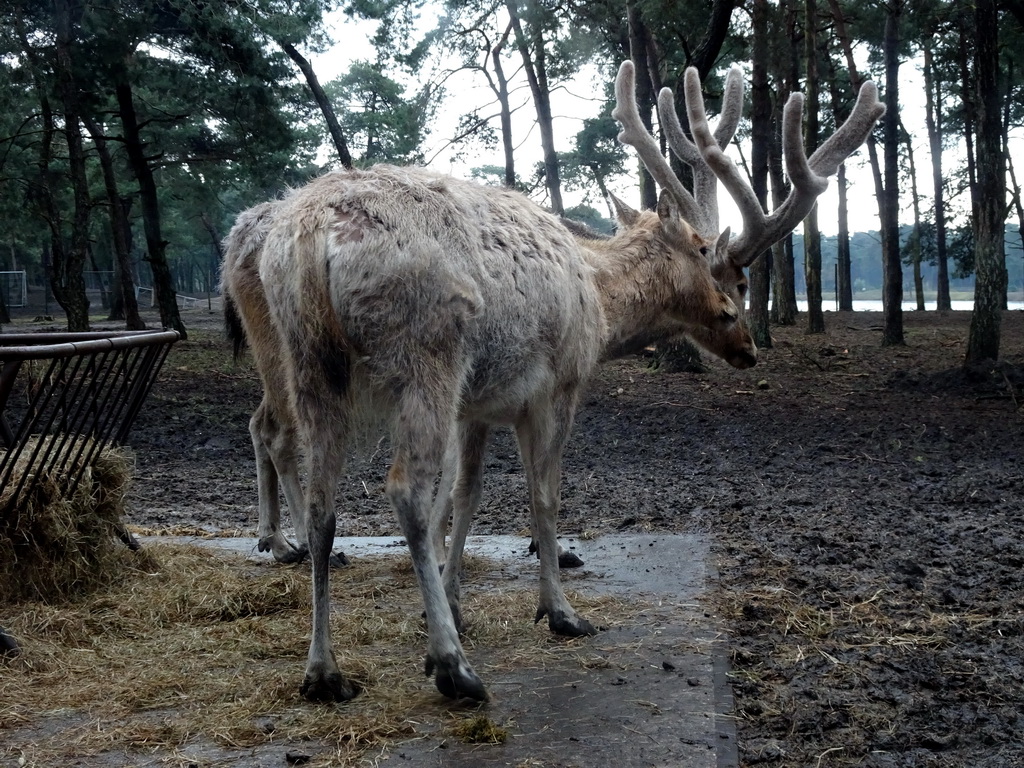 Père David`s Deer at the Safaripark Beekse Bergen, viewed from the car during the Autosafari