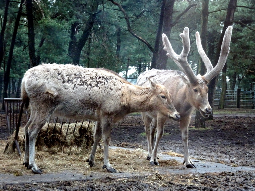 Père David`s Deer at the Safaripark Beekse Bergen, viewed from the car during the Autosafari