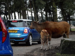 Bantengs at the Safaripark Beekse Bergen, viewed from the car during the Autosafari