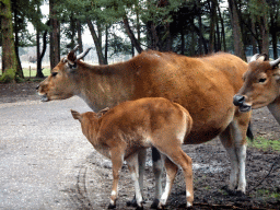 Bantengs at the Safaripark Beekse Bergen, viewed from the car during the Autosafari