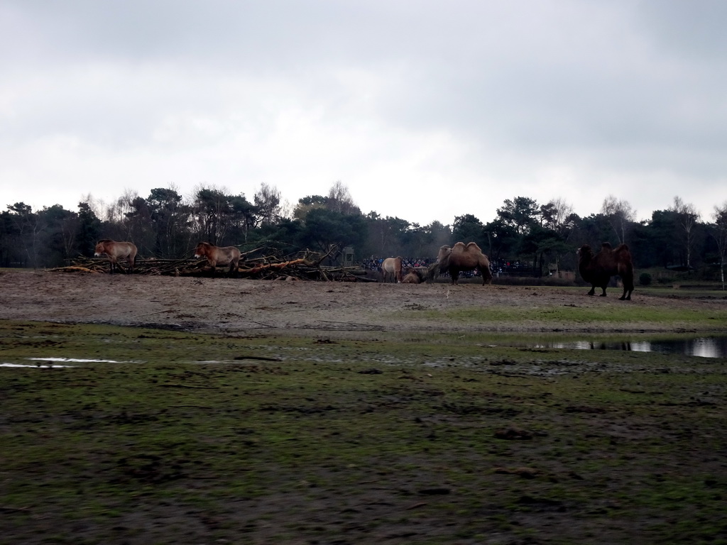 Camels and Przewalski`s Horses at the Safaripark Beekse Bergen, viewed from the car during the Autosafari