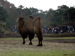Camel and the Birds of Prey Safari area at the Safaripark Beekse Bergen, viewed from the car during the Autosafari