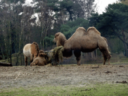 Camels and Przewalski`s Horse at the Safaripark Beekse Bergen, viewed from the car during the Autosafari
