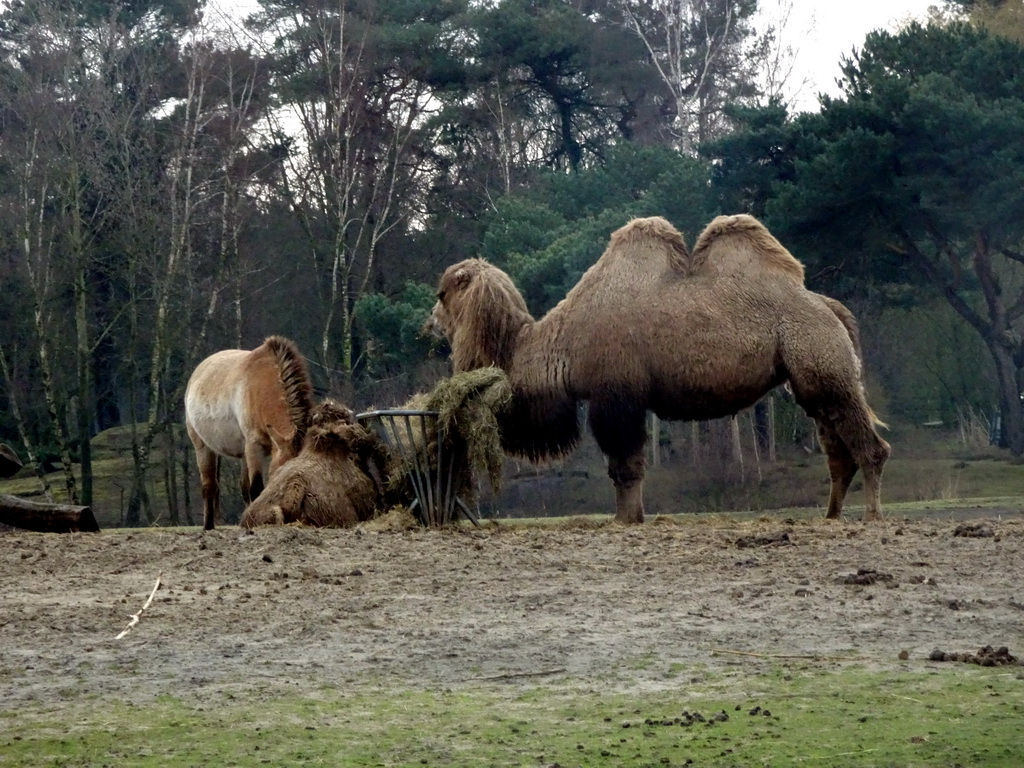 Camels and Przewalski`s Horse at the Safaripark Beekse Bergen, viewed from the car during the Autosafari