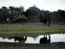 Camels, Przewalski`s Horse and the Birds of Prey Safari area at the Safaripark Beekse Bergen, viewed from the car during the Autosafari