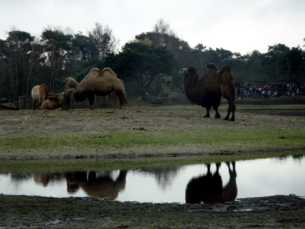 Camels, Przewalski`s Horse and the Birds of Prey Safari area at the Safaripark Beekse Bergen, viewed from the car during the Autosafari