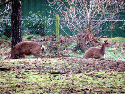 Nilgais at the Safaripark Beekse Bergen, viewed from the car during the Autosafari