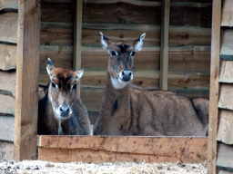 Nilgais at the Safaripark Beekse Bergen, viewed from the car during the Autosafari