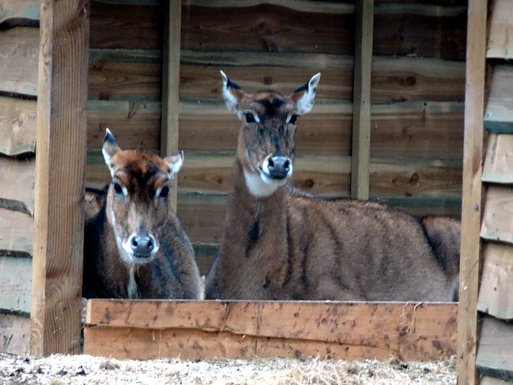 Nilgais at the Safaripark Beekse Bergen, viewed from the car during the Autosafari