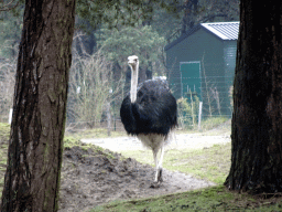 Ostrich at the Safaripark Beekse Bergen, viewed from the car during the Autosafari