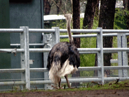 Ostrich at the Safaripark Beekse Bergen, viewed from the car during the Autosafari