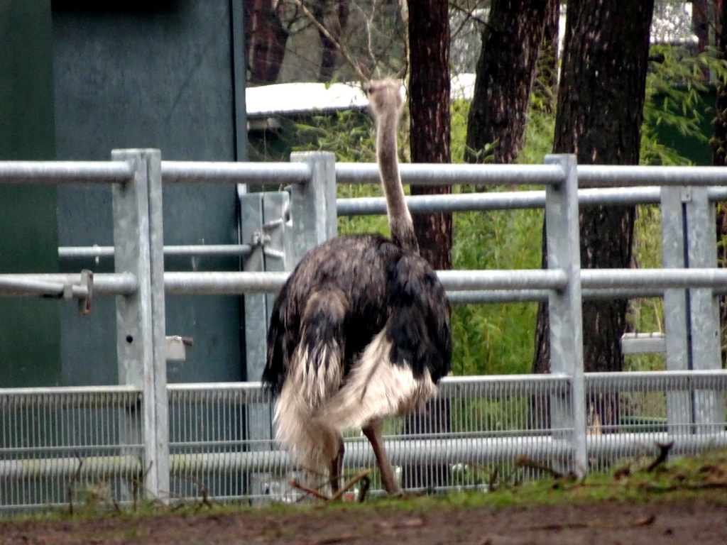 Ostrich at the Safaripark Beekse Bergen, viewed from the car during the Autosafari
