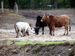 Zebus at the Safaripark Beekse Bergen, viewed from the car during the Autosafari