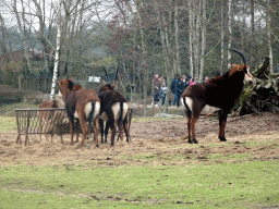 Sable Antelopes at the Safaripark Beekse Bergen, viewed from the car during the Autosafari