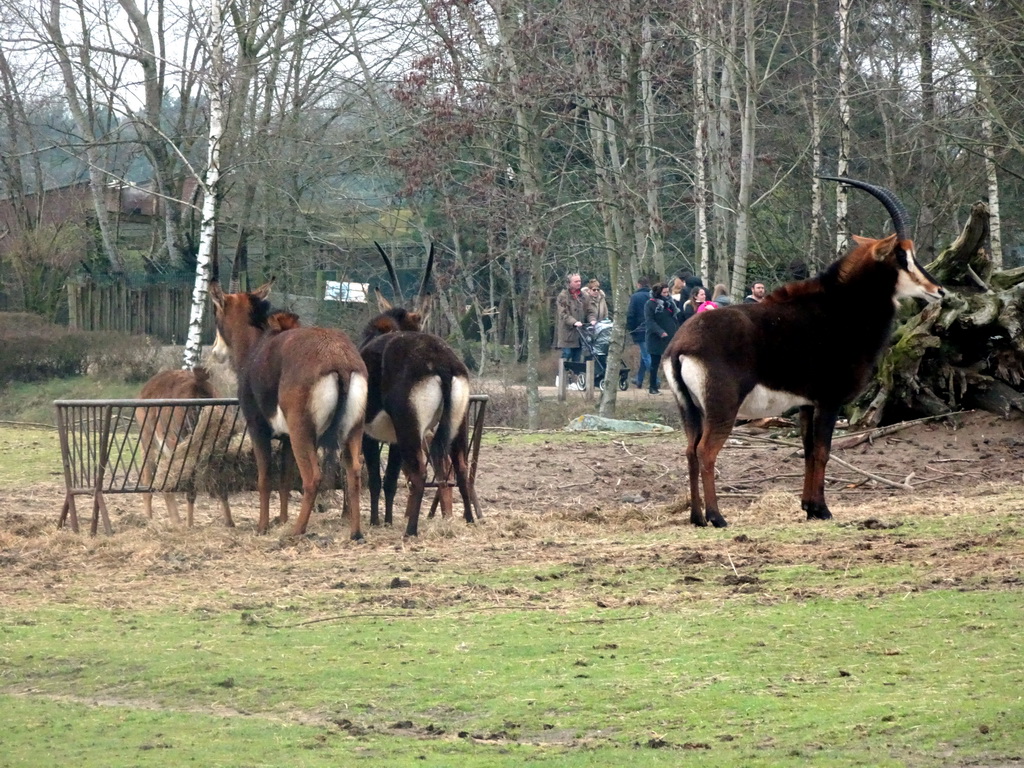 Sable Antelopes at the Safaripark Beekse Bergen, viewed from the car during the Autosafari