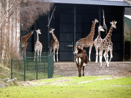 Rothschild`s Giraffes and Sable Antelope at the Safaripark Beekse Bergen, viewed from the car during the Autosafari