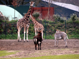 Rothschild`s Giraffes, Grévy`s Zebra and Sable Antelope at the Safaripark Beekse Bergen, viewed from the car during the Autosafari