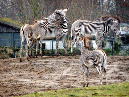 Grévy`s Zebras at the Safaripark Beekse Bergen, viewed from the car during the Autosafari