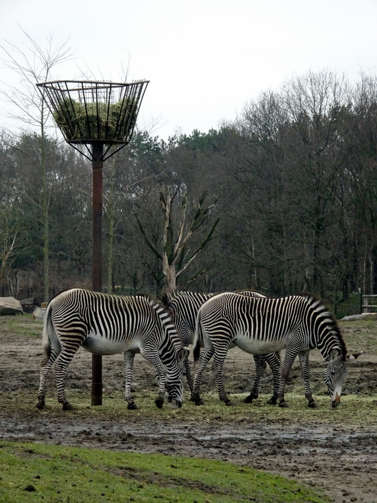 Grévy`s Zebras at the Safaripark Beekse Bergen, viewed from the car during the Autosafari