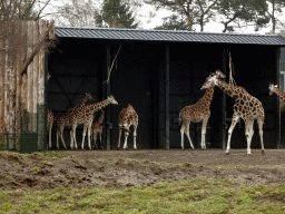 Rothschild`s Giraffes at the Safaripark Beekse Bergen, viewed from the car during the Autosafari